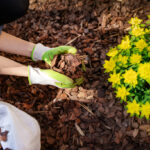 Mulch Installation Services Guide showing application of mulch in garden beds