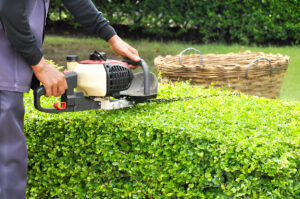 Well-groomed bushes after professional shrub trimming service by Tatrabuilt