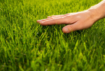 Professional lawn mowing services improving grass health and appearance