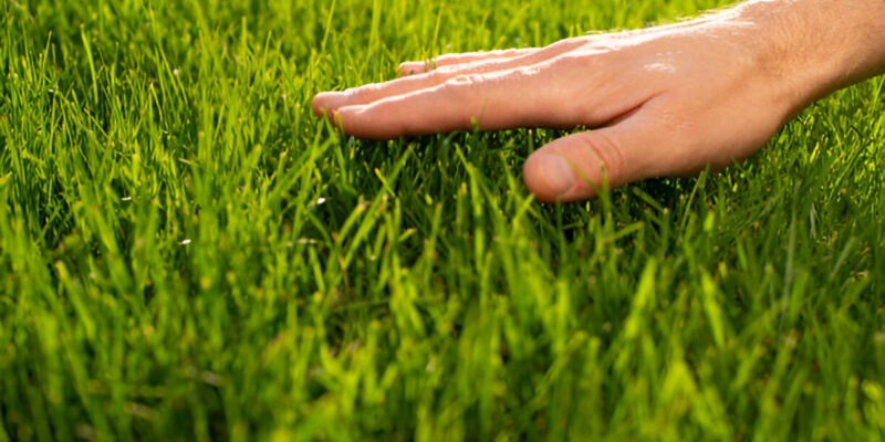 Professional lawn mowing services improving grass health and appearance