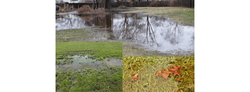standing-water-yard-drainage-problem-shelby-township.webp